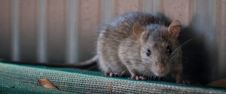 Types Of Businesses Susceptible To Mice Infestations